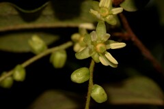 Ripogonum elseyanum