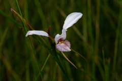 Diuris alba