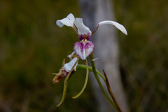 Diuris alba