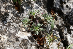 Alyssoides utriculata