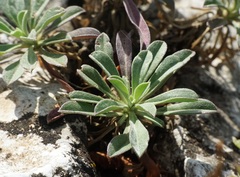 Alyssoides utriculata