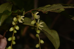 Ripogonum elseyanum