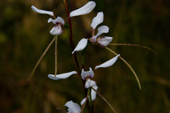 Diuris alba