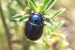 Chrysolina coerulans