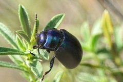 Chrysolina coerulans