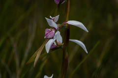 Diuris alba