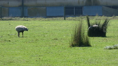 Cereopsis novaehollandiae