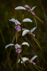 Diuris alba