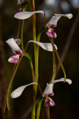 Diuris alba