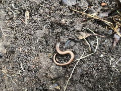 Hemiergis decresiensis