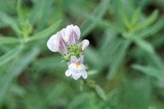 Linaria microsepala
