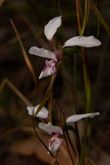 Diuris alba