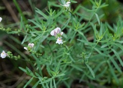 Linaria microsepala