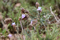Cyanotis speciosa