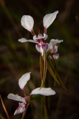 Diuris alba