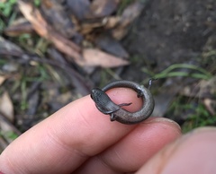 Hemiergis decresiensis