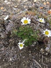Chrysanthemum integrifolium