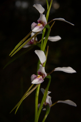 Diuris alba