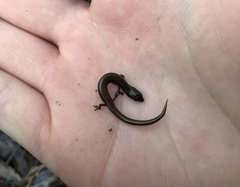 Hemiergis decresiensis