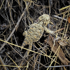 Phrynosoma blainvillii