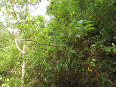 Trichodesma calycosum