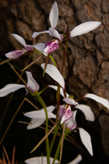 Diuris alba