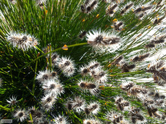 Askidiosperma capitatum