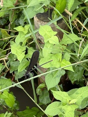 Atrocalopteryx atrata