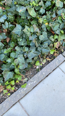 Hedera helix
