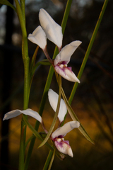 Diuris alba