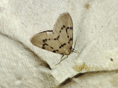Paidia rica