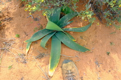 Ammocharis longifolia