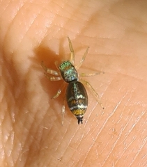 Cosmophasis micarioides