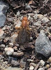 Psila fimetaria