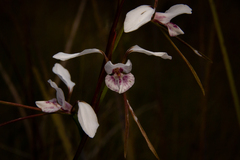 Diuris alba