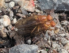 Psila fimetaria