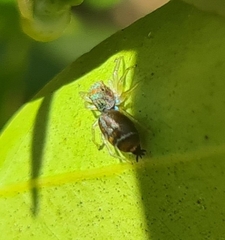 Cosmophasis micarioides