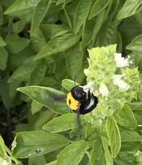 Xylocopa pubescens