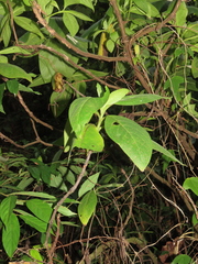 Trichodesma calycosum