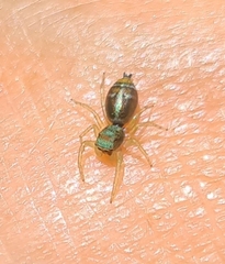 Cosmophasis micarioides