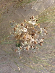 Eryngium maritimum