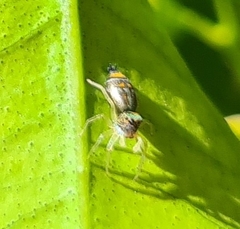 Cosmophasis micarioides