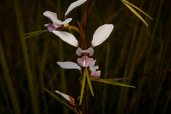 Diuris alba
