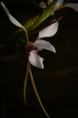 Diuris alba