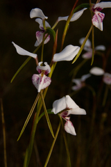 Diuris alba