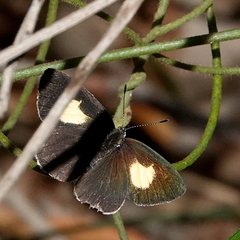 Candalides xanthospilos