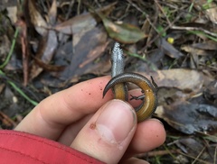 Hemiergis decresiensis