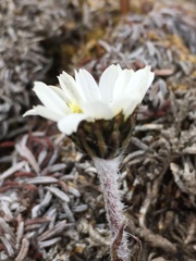 Chrysanthemum integrifolium