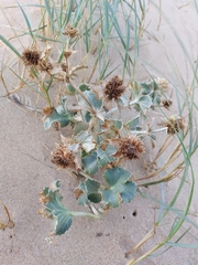 Eryngium maritimum