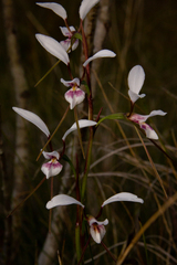 Diuris alba
